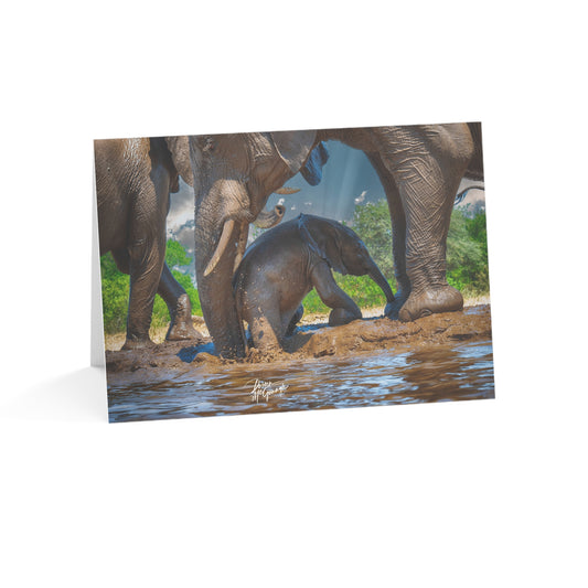 5x7 note cards of Baby Elephant (10 pcs)