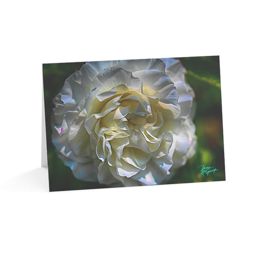 Photo note cards, Nova Scotia White Blooming Rose, boxed note Cards (10 pcs)