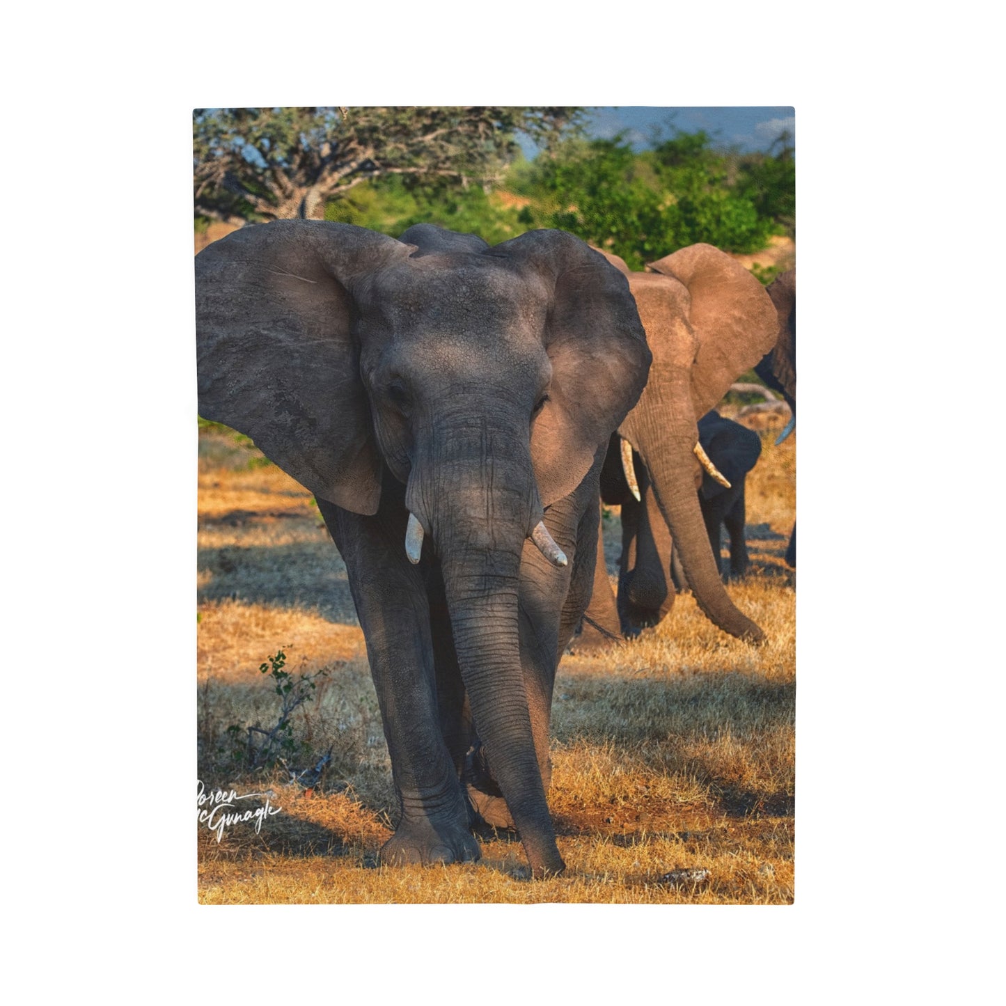 Velveteen Plush Blanket with Elephant Herd Walking by Enjoy Nature