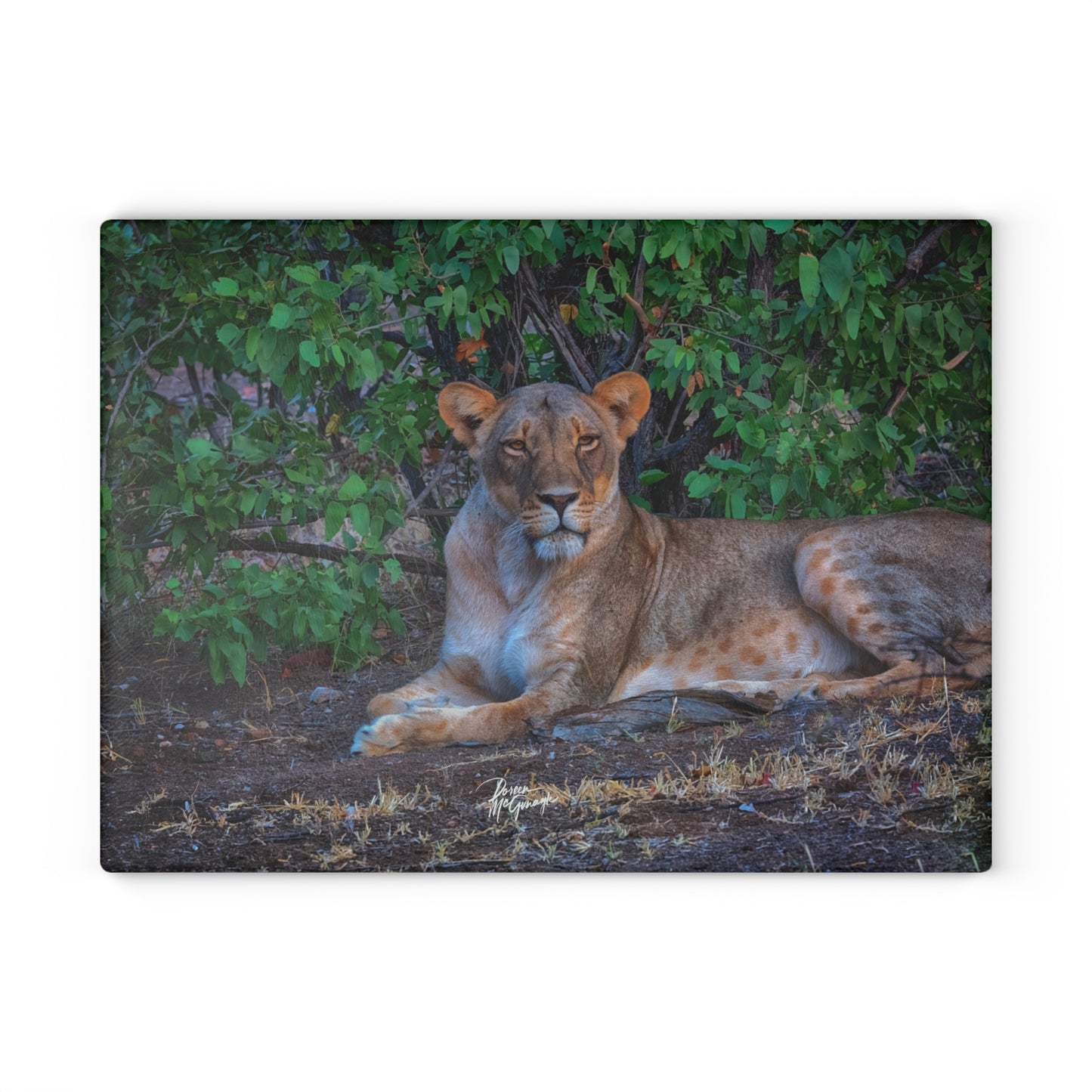 Enjoy Nature Glass Charcuterie Cutting Board with "Dreaming About a Lioness" Design