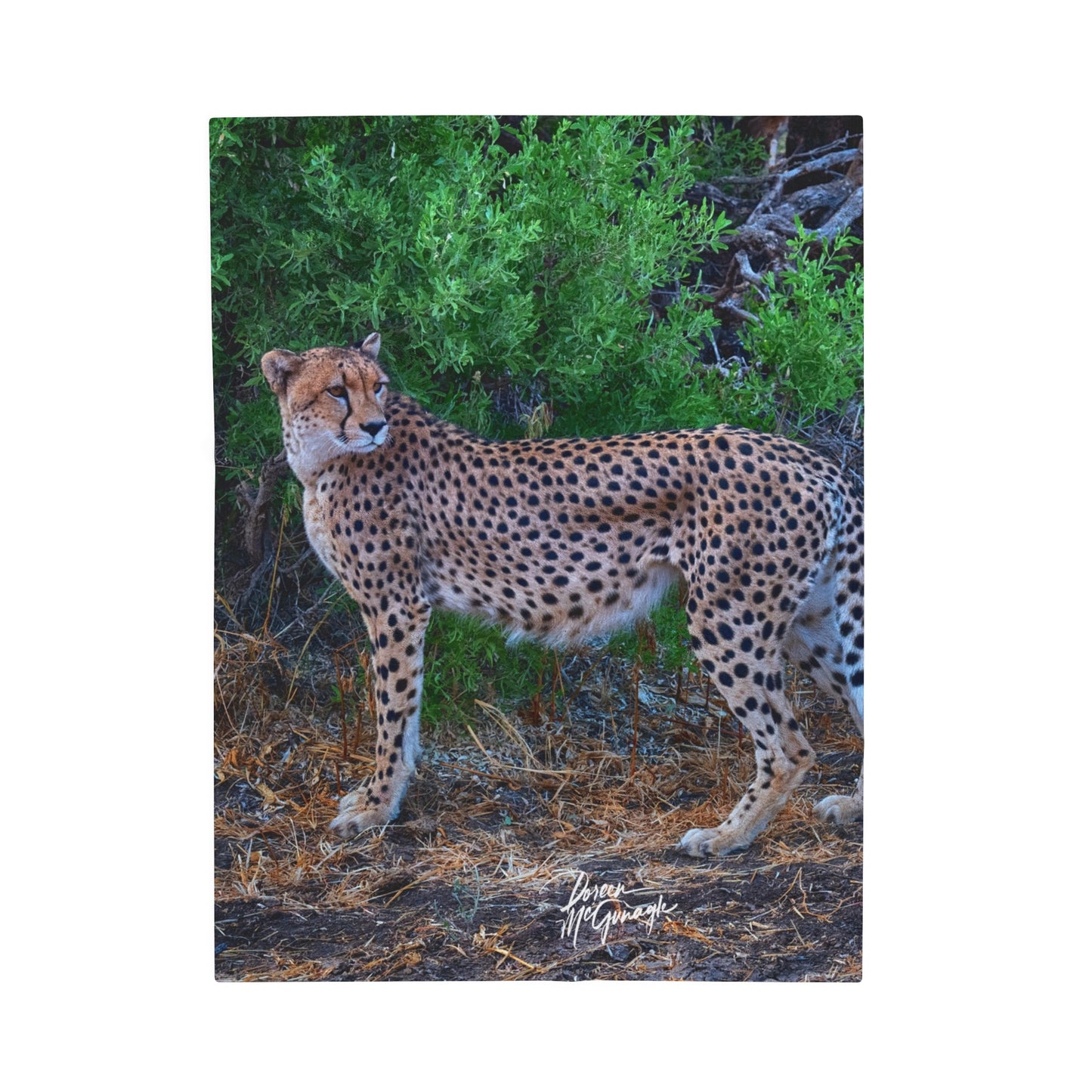 Velveteen Plush Blanket with Cheetah Stand by Enjoy Nature