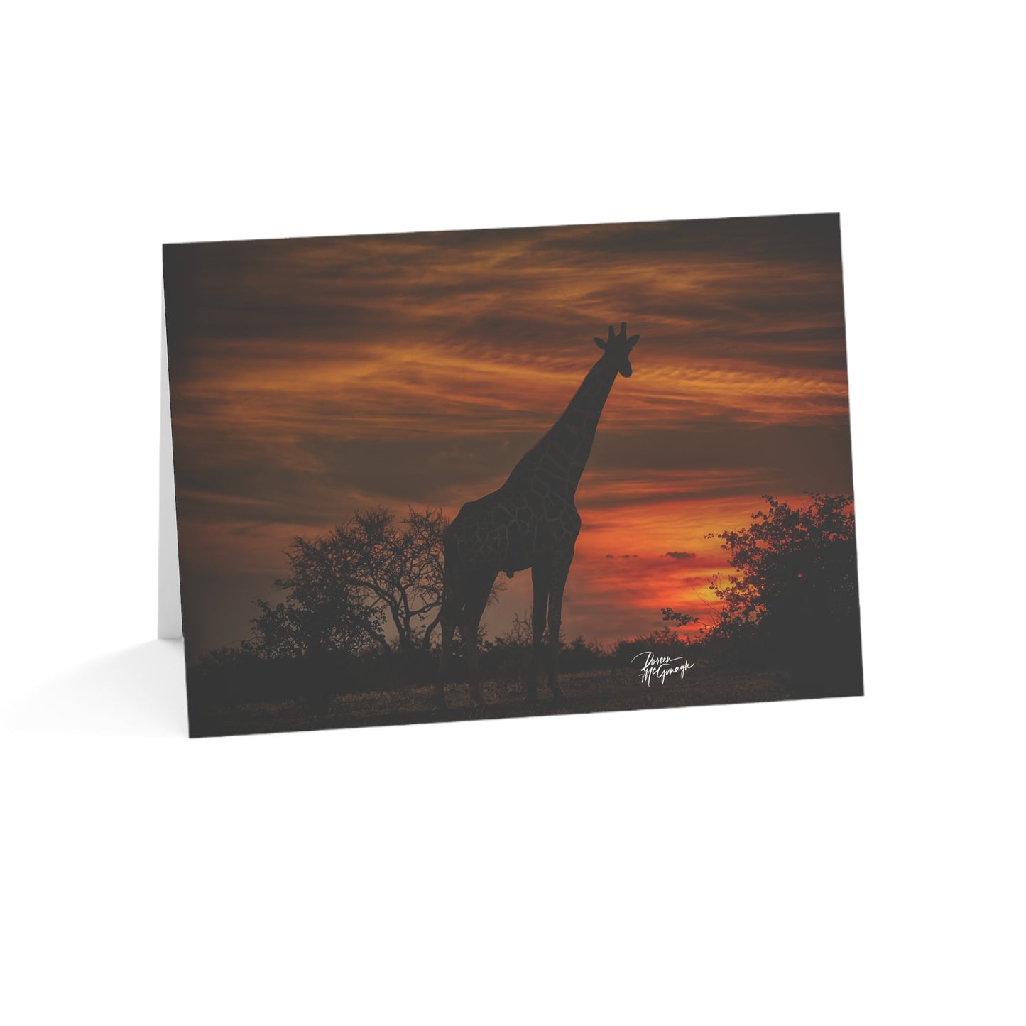 5x7 Note Card Box of 10: Giraffe Silhouette at Sunset in Botswana