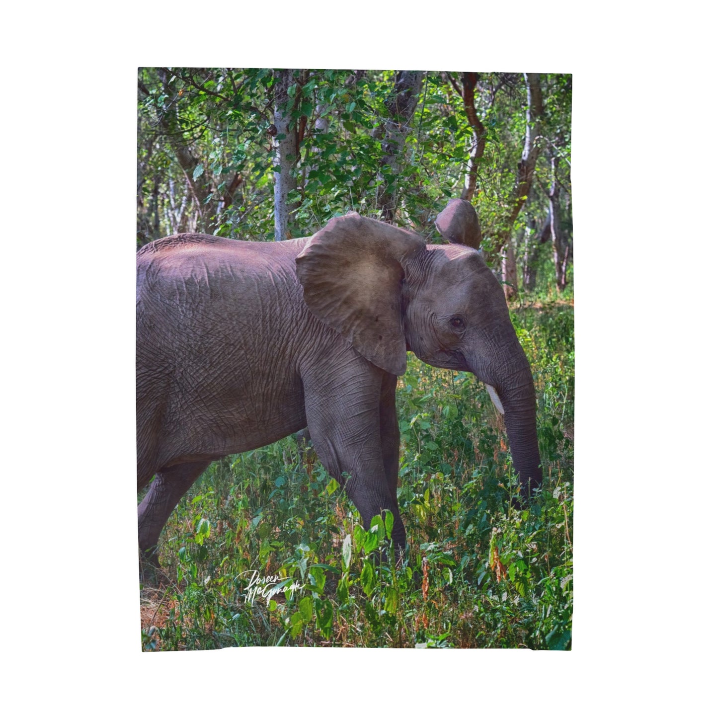 Velveteen Plush Blanket with Elephant Baby in Forest by Enjoy Nature