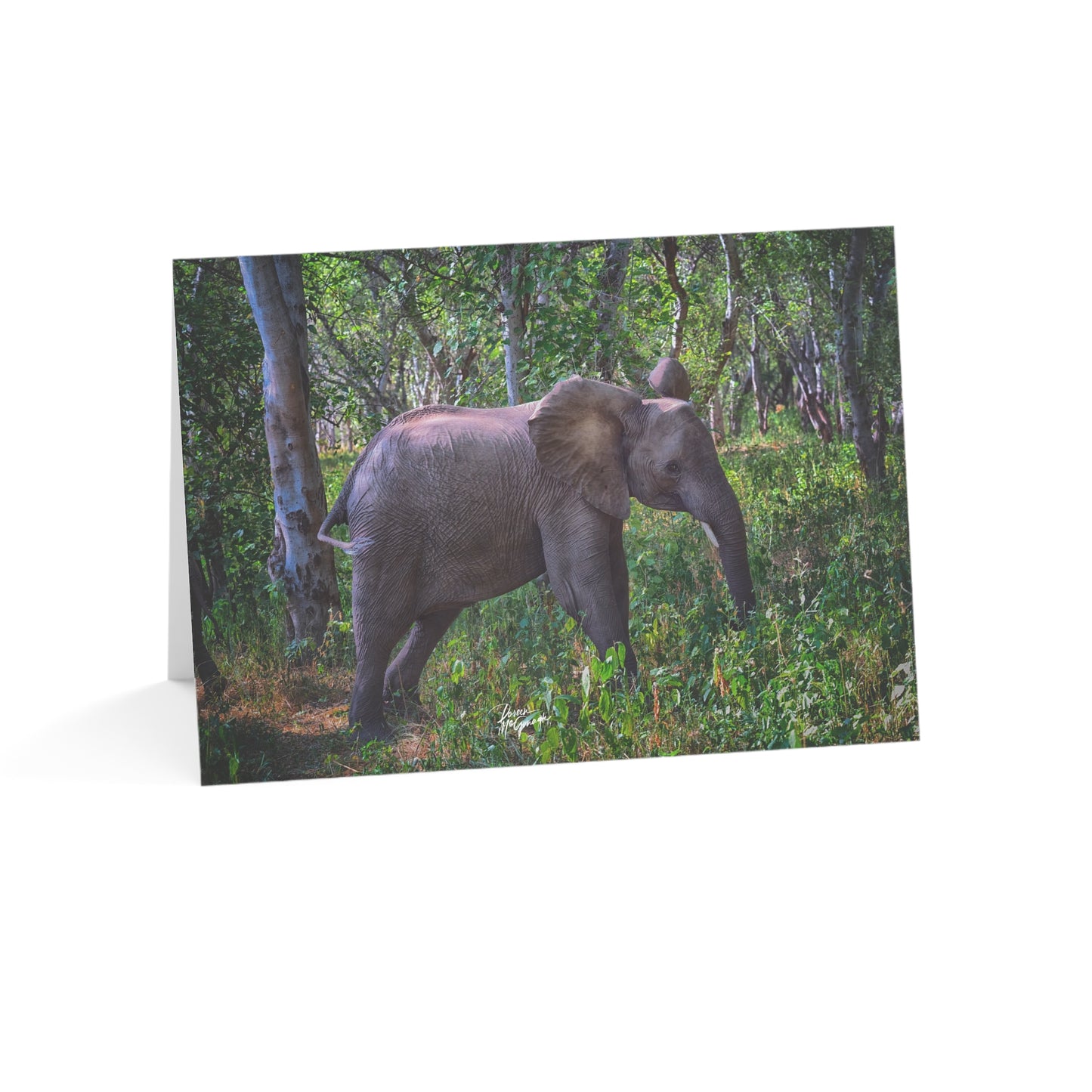 5x7 note cards of Baby Elephant (10pcs)