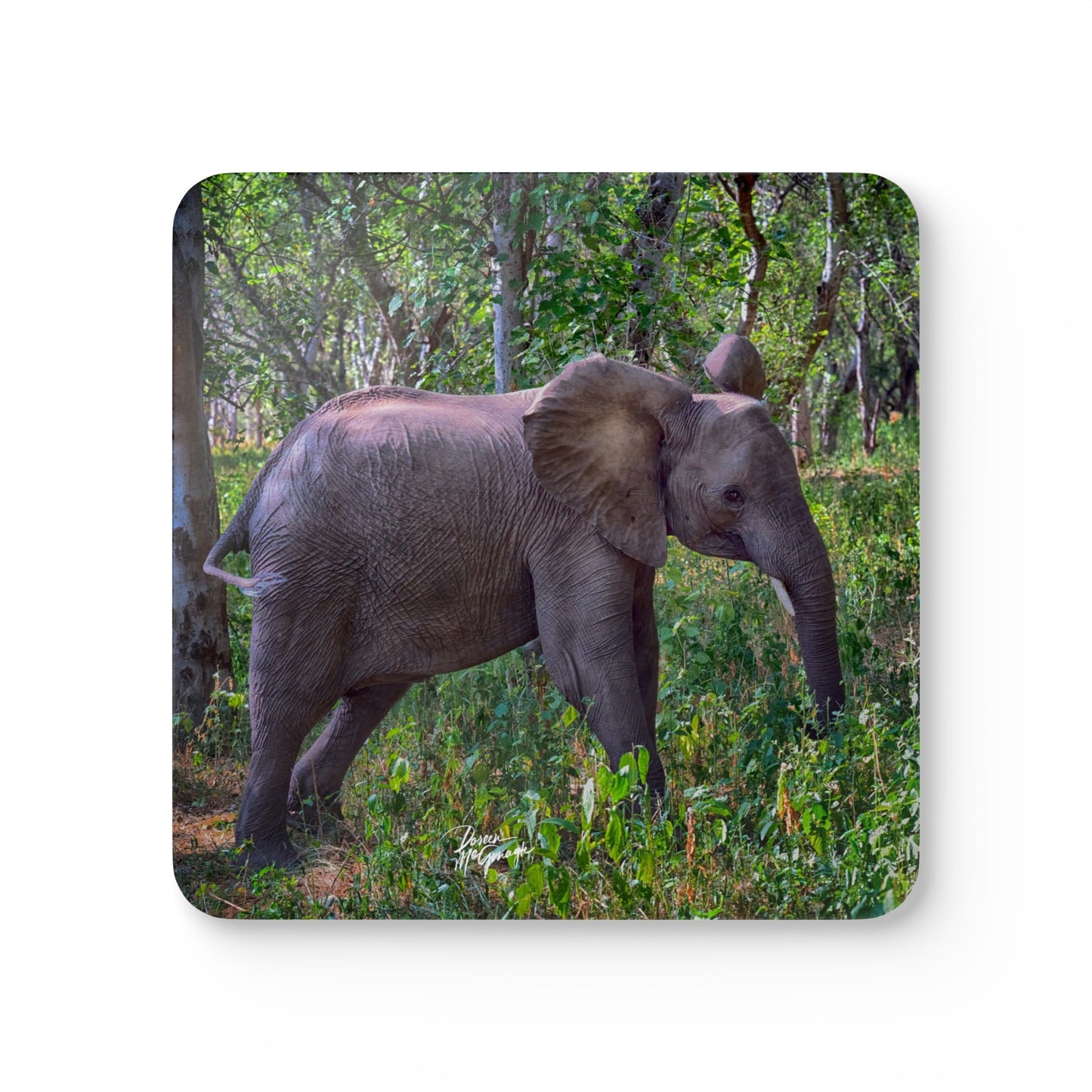 Baby Elephant Amongst the Trees Corkwood Coaster Set (Box of 4)