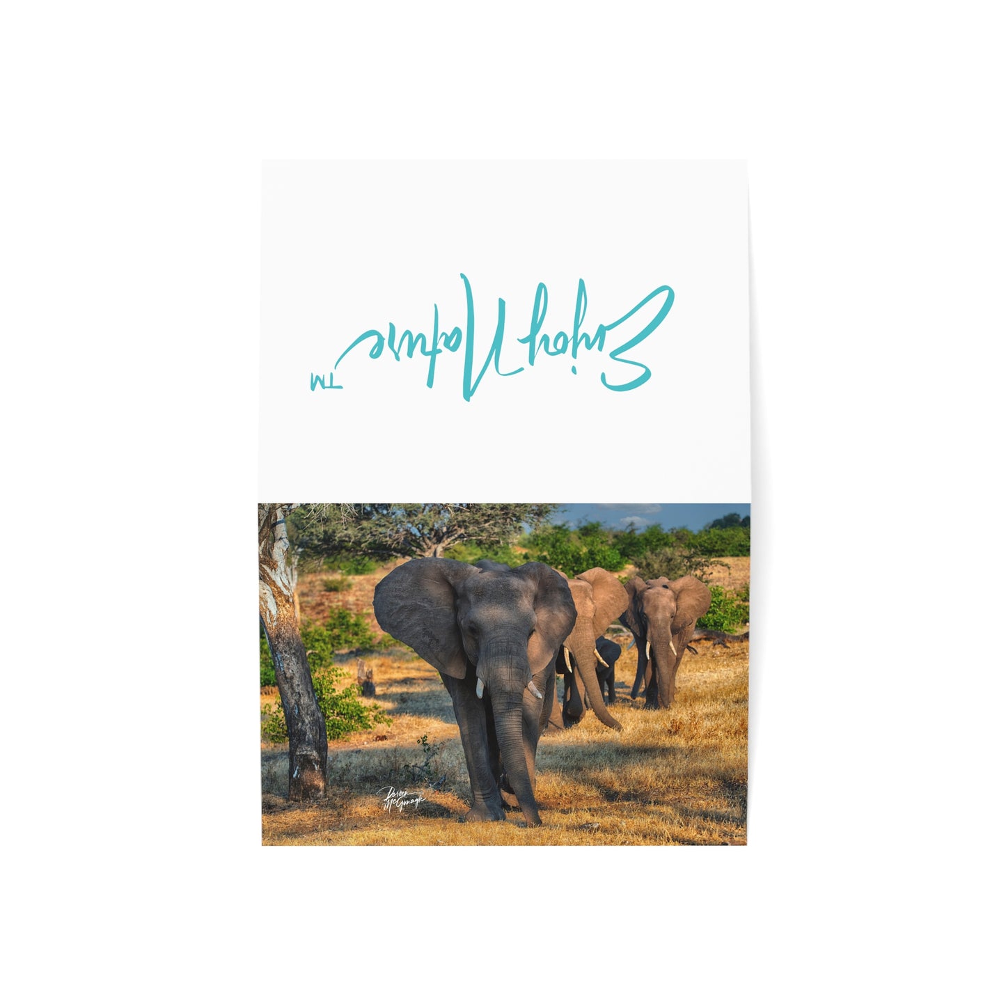 5x7 note cards of Elephant Group Walking (10 pcs)