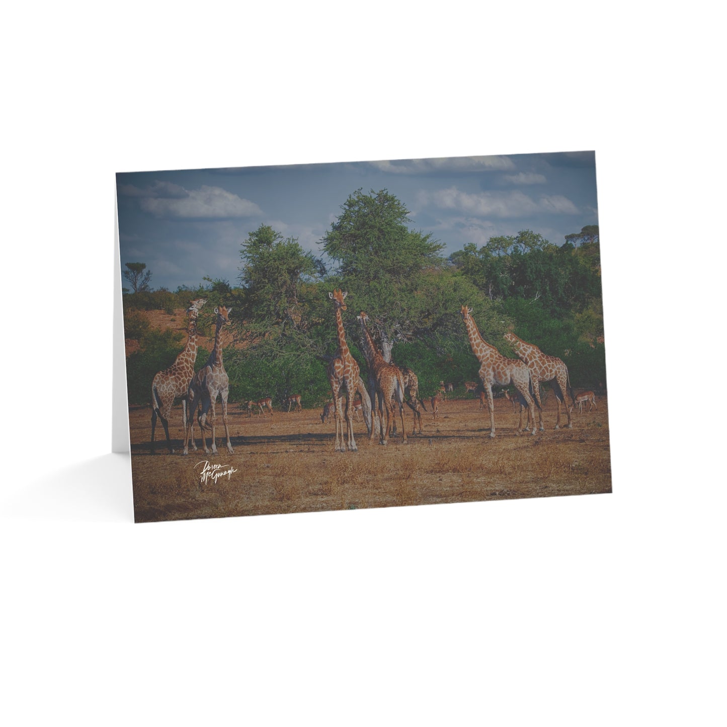 5x7 Note Card Box of 10: Giraffe Family Eating in Botswana