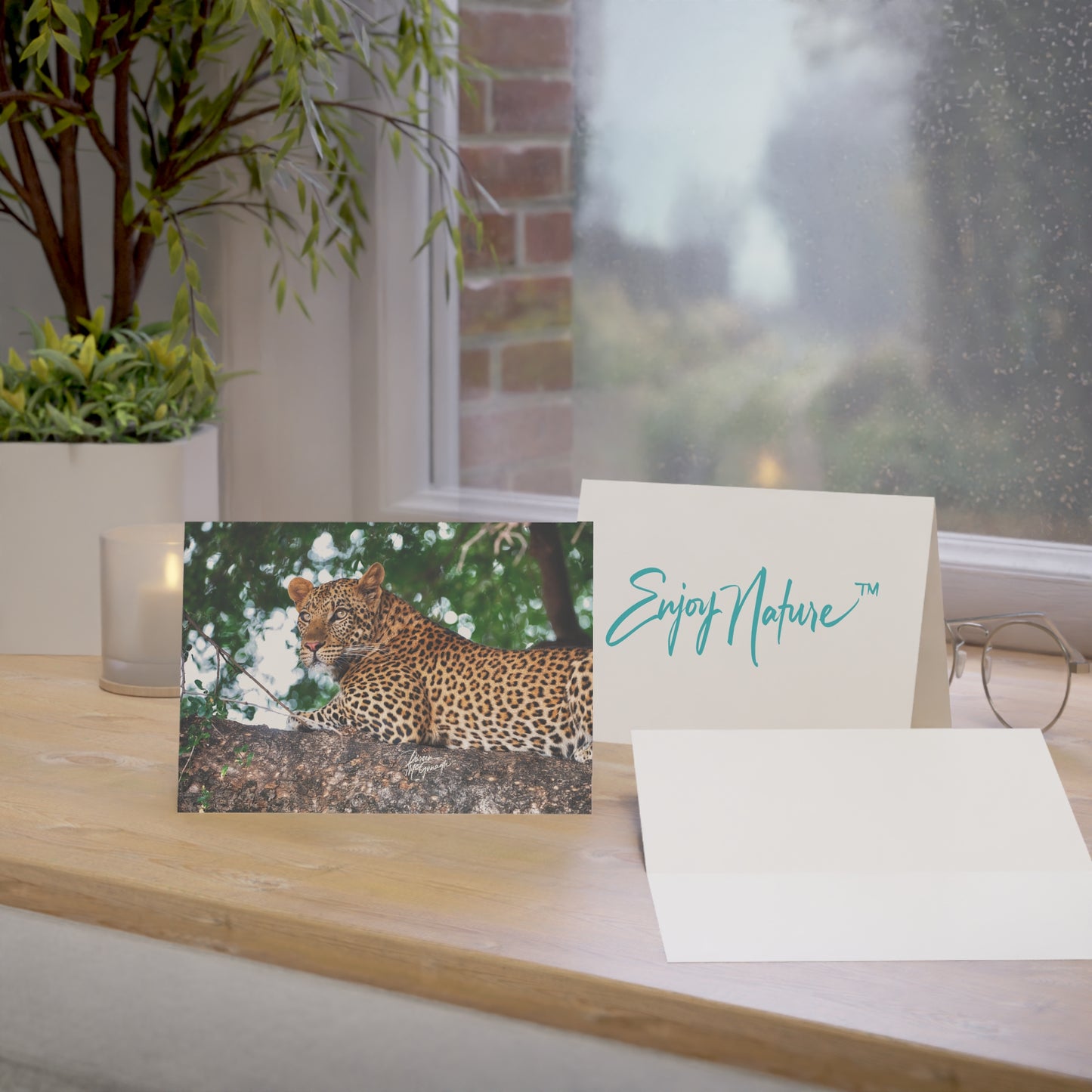 5x7 Note Card Box of 10: Leopard in Tree | Botswana Africa