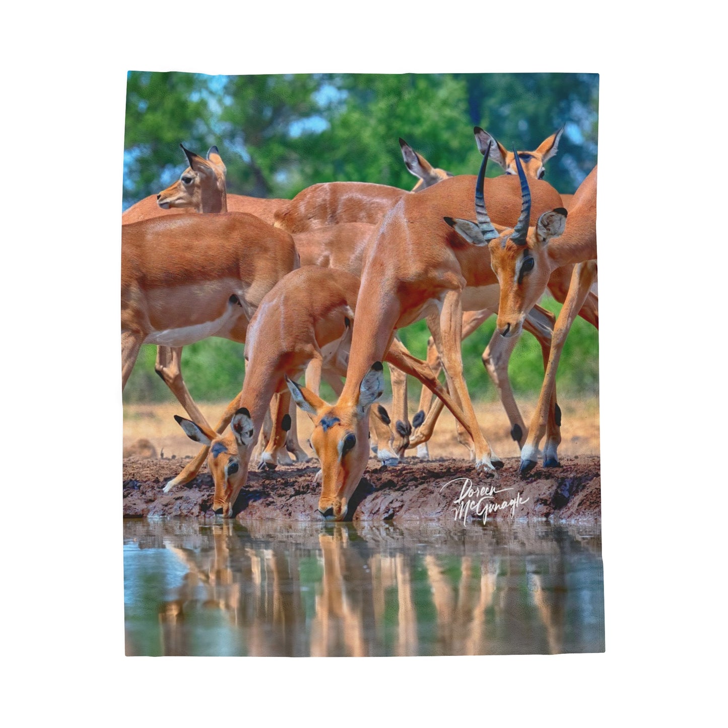 Velveteen Plush Blanket with African Antelope by Enjoy Nature