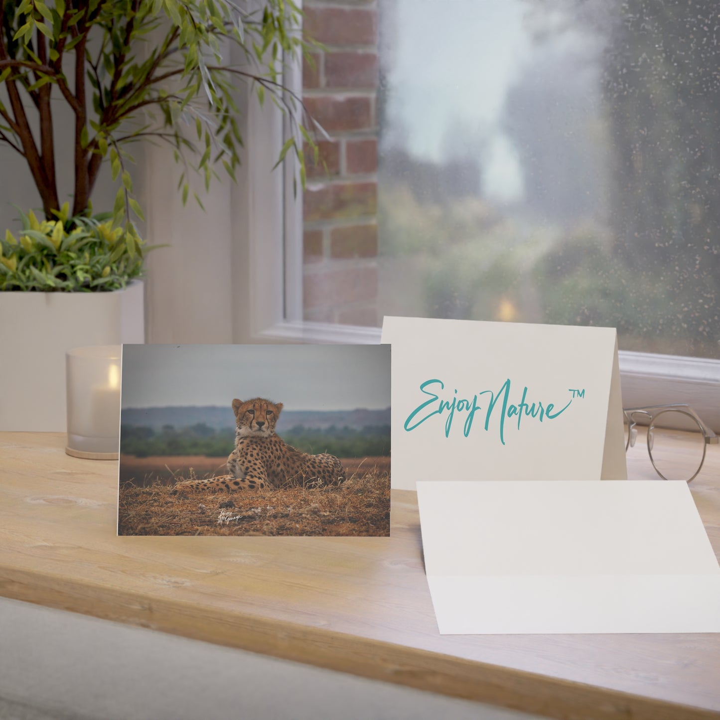 5x7 Note Card Box of 10: Cheetah Portrait in Botswana Africa