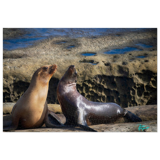 Nature puzzles Playful Serenate Sea Lions, inspired by nature