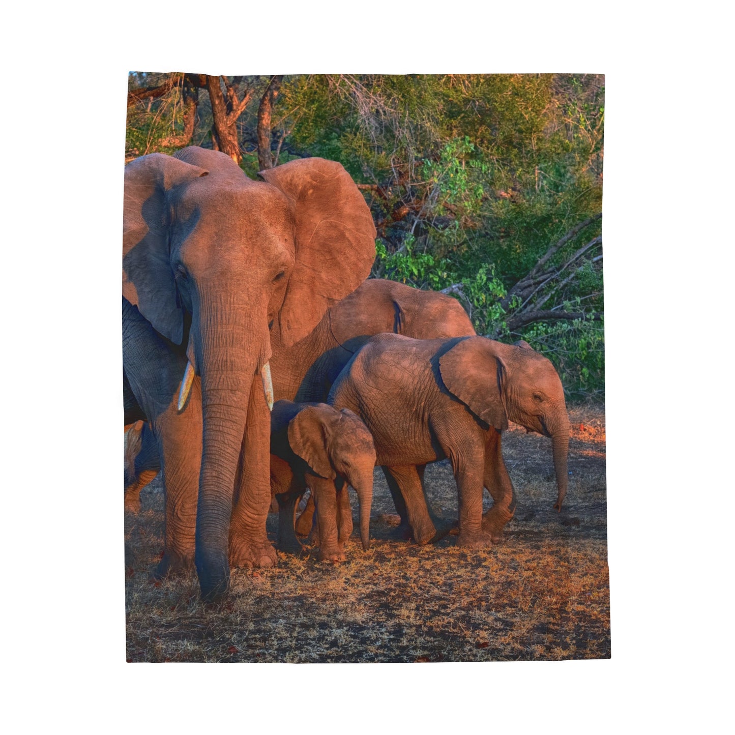 Velveteen Plush Blanket with Family of Elephants Walking by Enjoy Nature