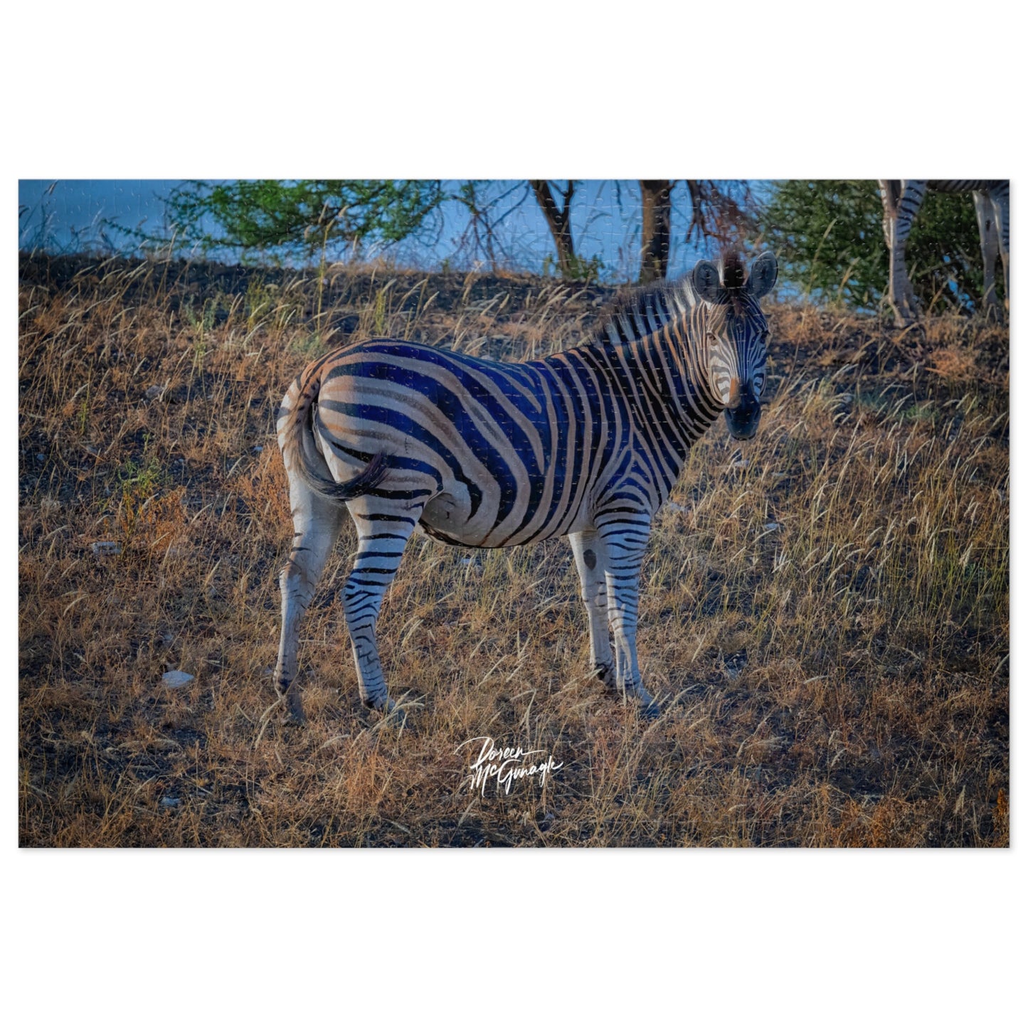 Baby Zebra Jigsaw Puzzle by Enjoy Nature