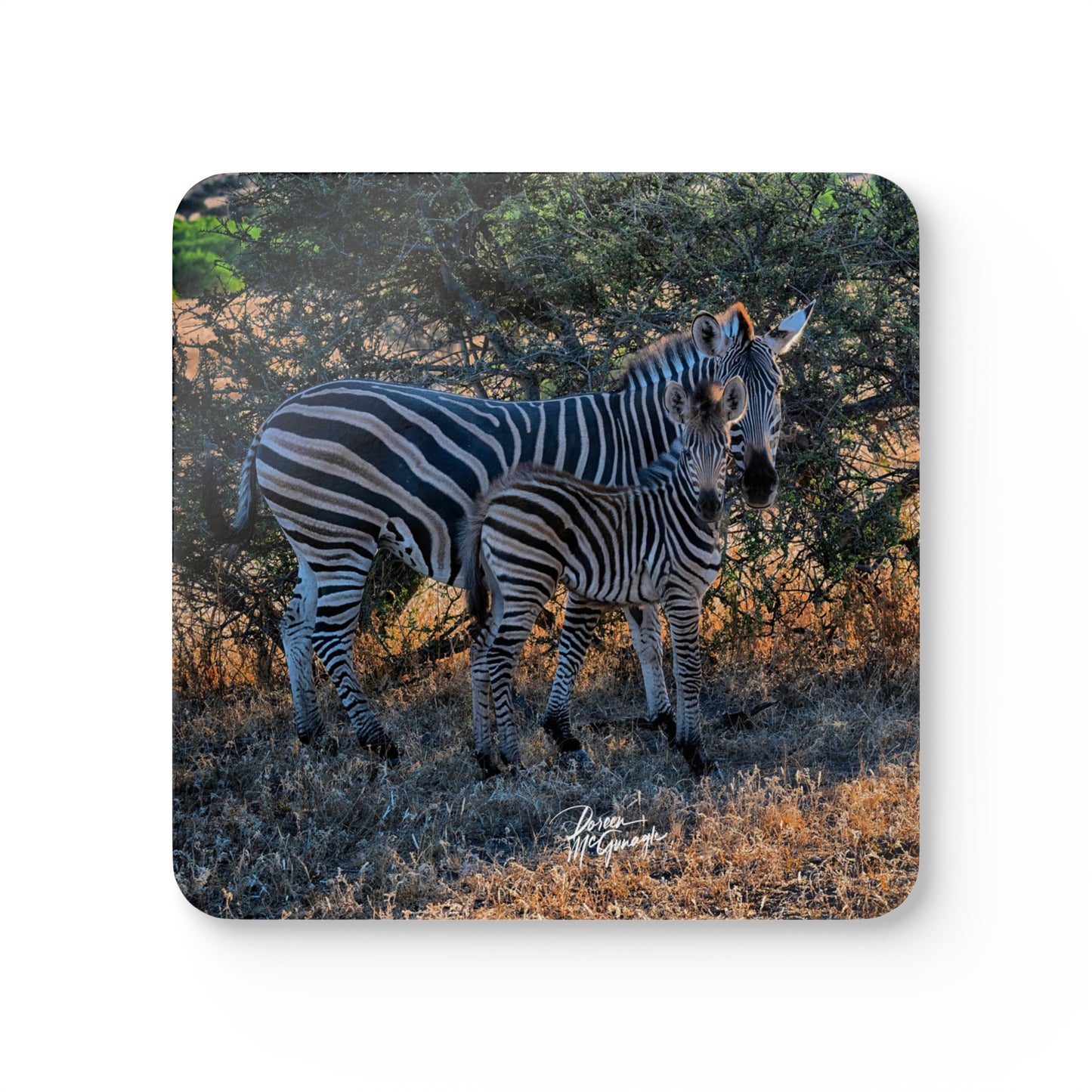 Zebra Stripes Corkwood Coaster Set (Box of 4)