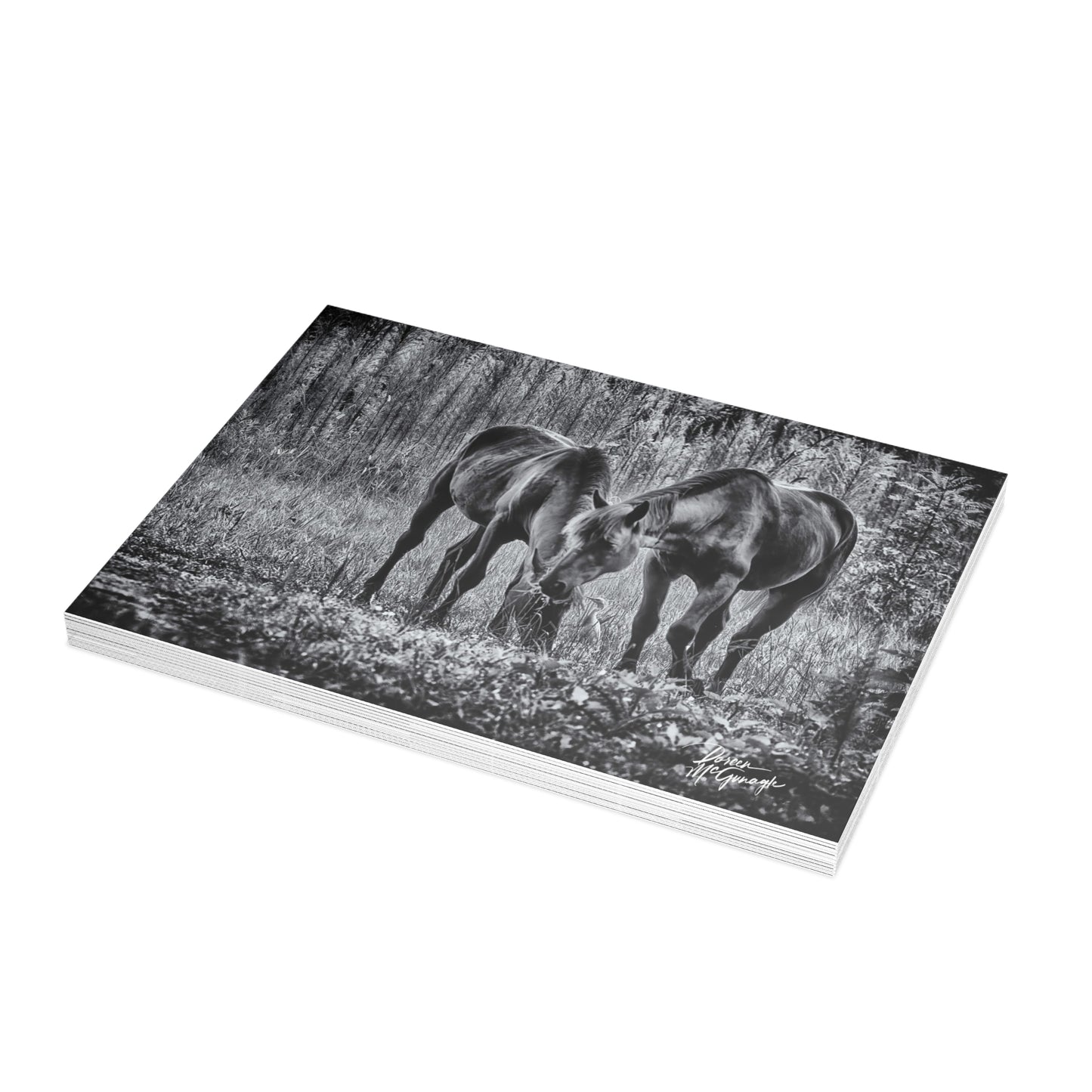 Wildlife Note Cards, Note Card 5x7, Nature note cards, note card pack, photo note cards Pair of Wild Horses Grazing Black and White