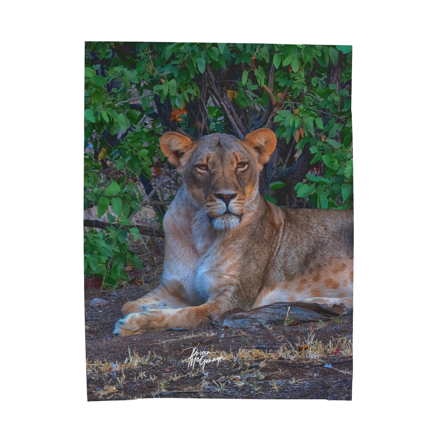 Velveteen Plush Blanket with Dreaming About a Lioness by Enjoy Nature