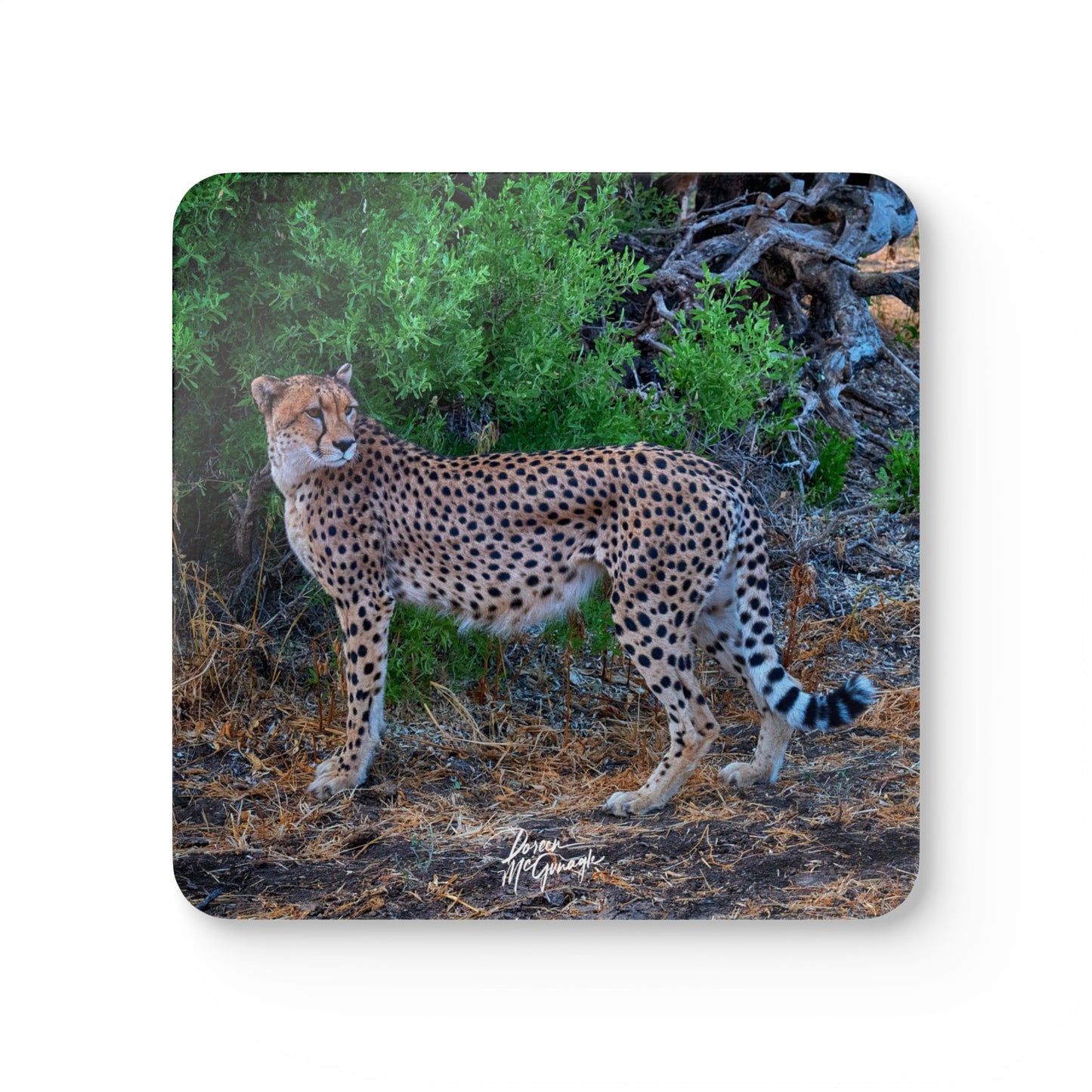 Cheetah Stand Corkwood Coaster Set (Box of 4)