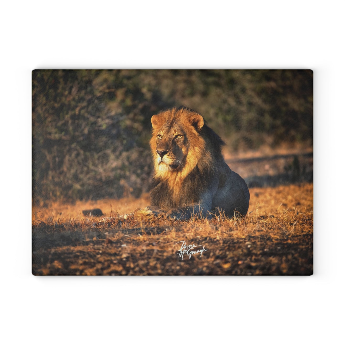 Enjoy Nature Glass Charcuterie Cutting Board with Lion King of the Jungle Design