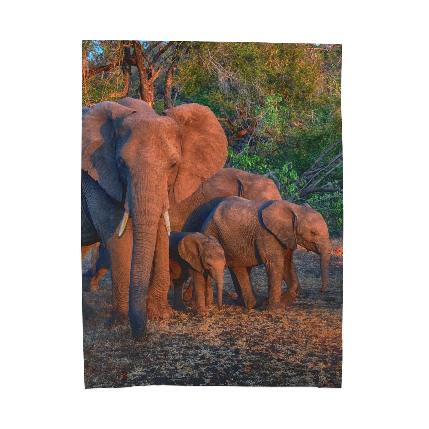 Velveteen Plush Blanket with Family of Elephants Walking by Enjoy Nature