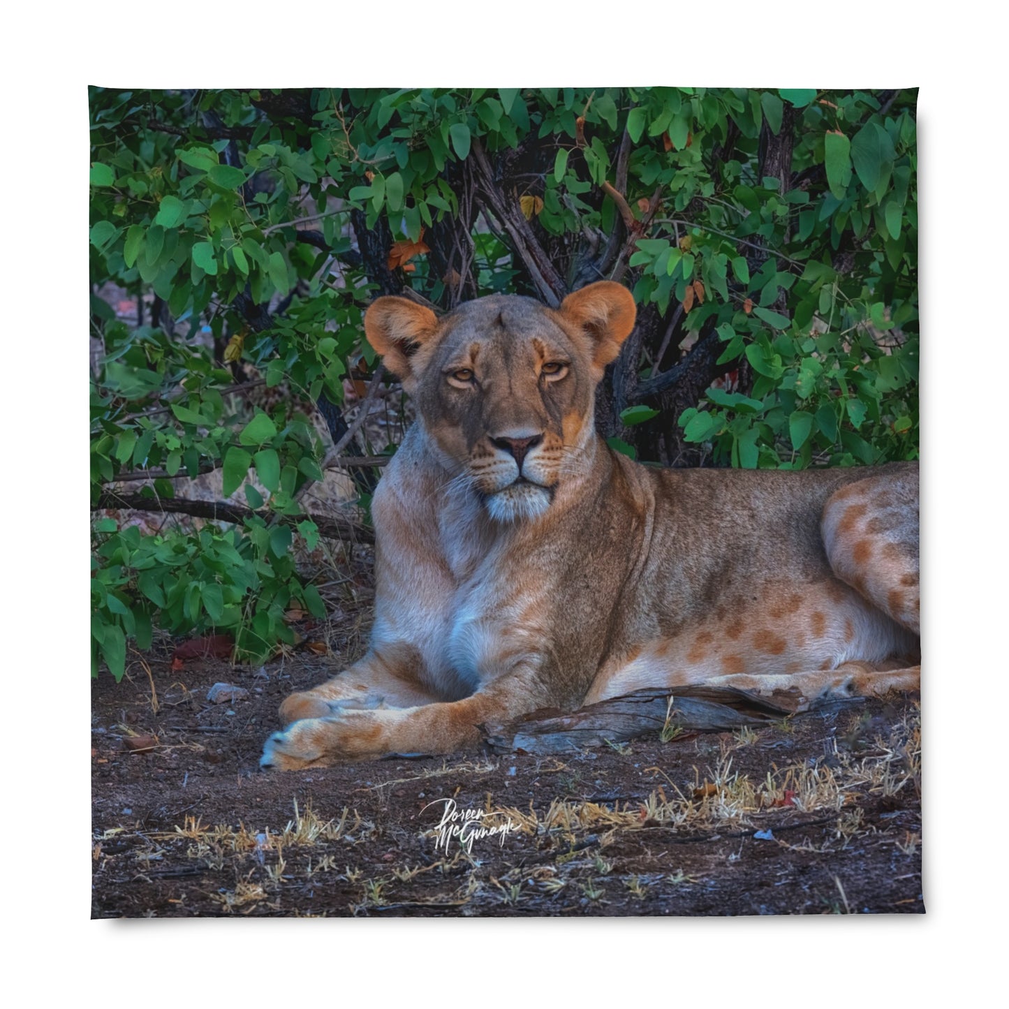 Enjoy Nature Dreaming About a Lioness Duvet Cover