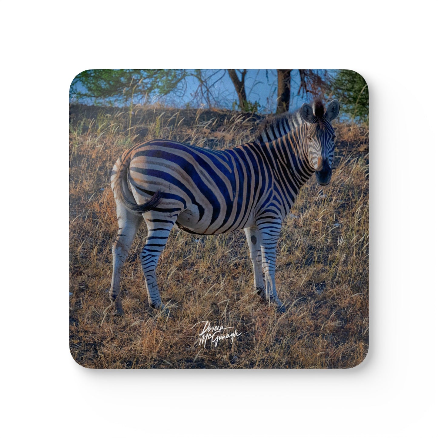 Baby Zebra Corkwood Coaster Set (Box of 4)