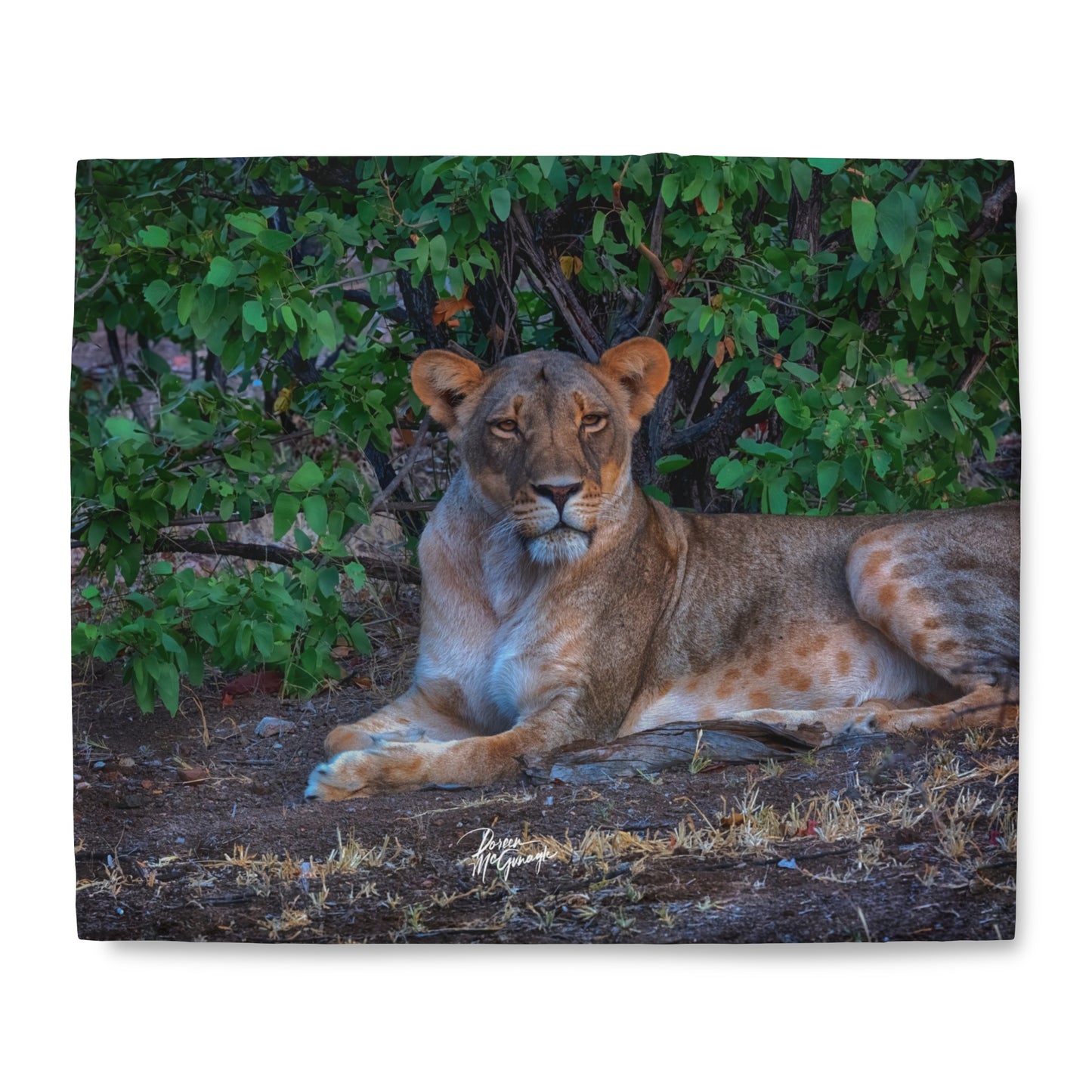 Enjoy Nature Dreaming About a Lioness Duvet Cover