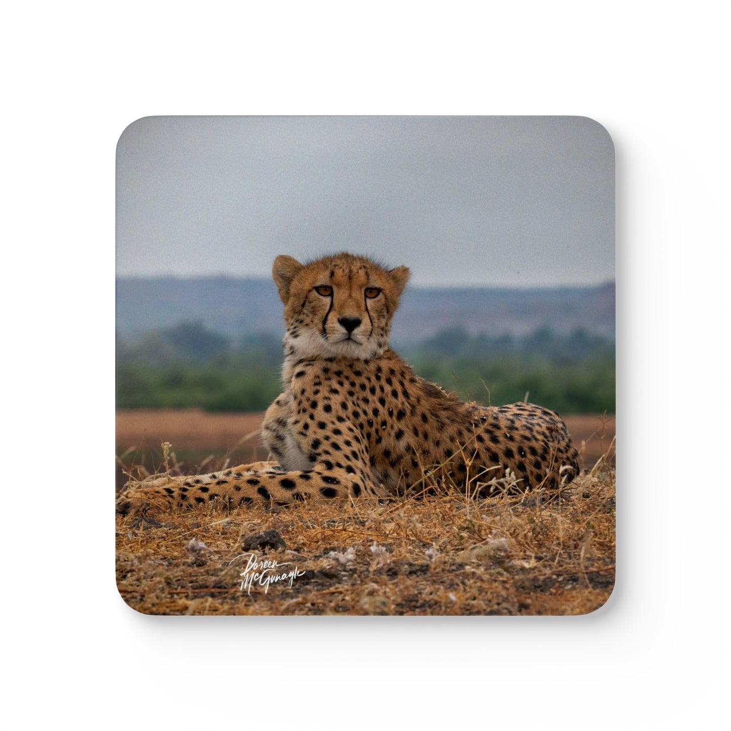 Cheetah Portrait Corkwood Coaster Set (Box of 4)