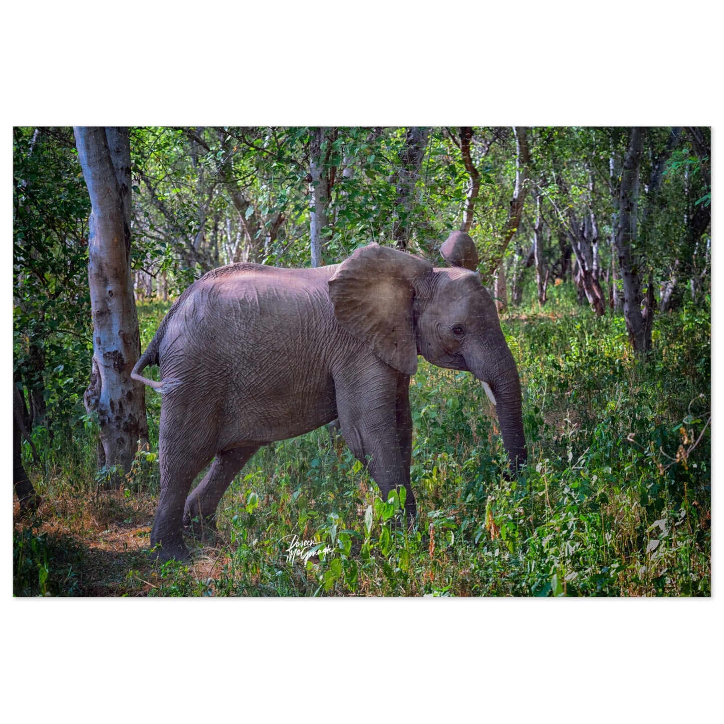 Baby Elephant Walk in Forest Jigsaw Puzzle by Enjoy Nature