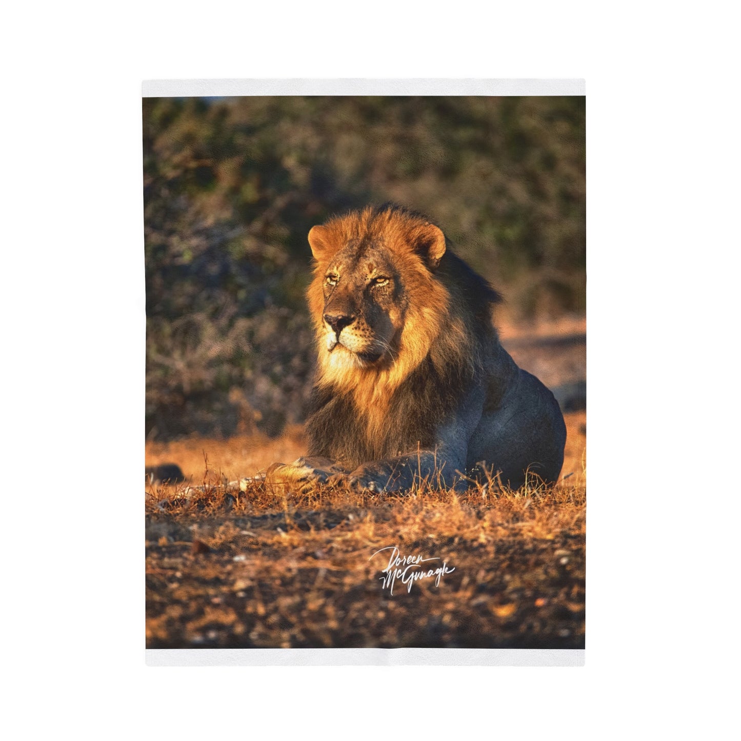 Velveteen Plush Blanket with Lion King of Jungle by Enjoy Nature