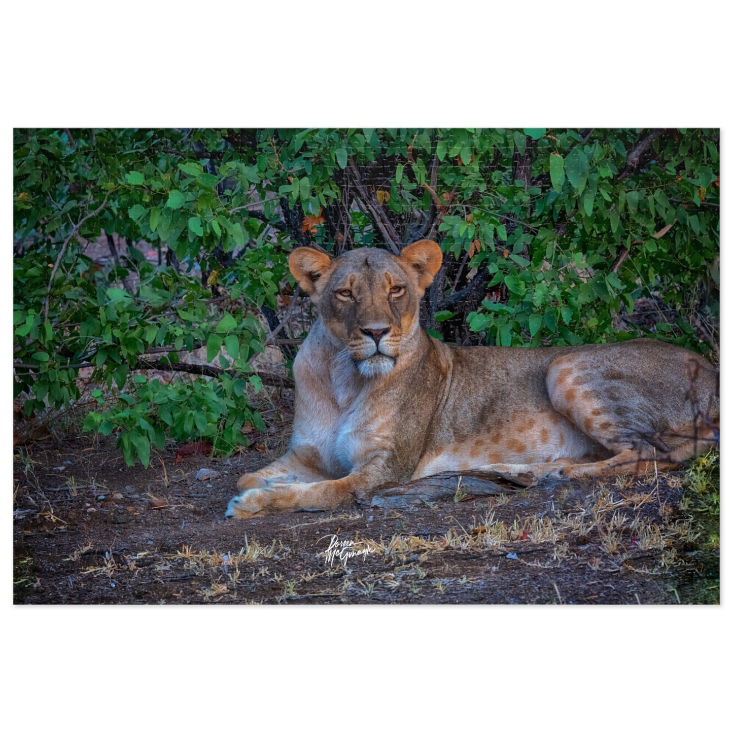 Dreaming About a Lioness Jigsaw Puzzle by Enjoy Nature