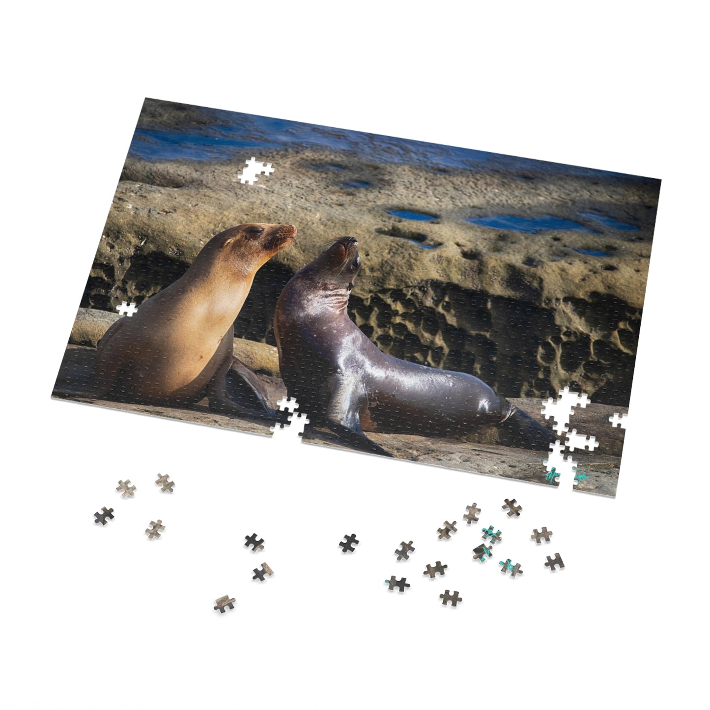 Nature puzzles Playful Serenate Sea Lions, inspired by nature