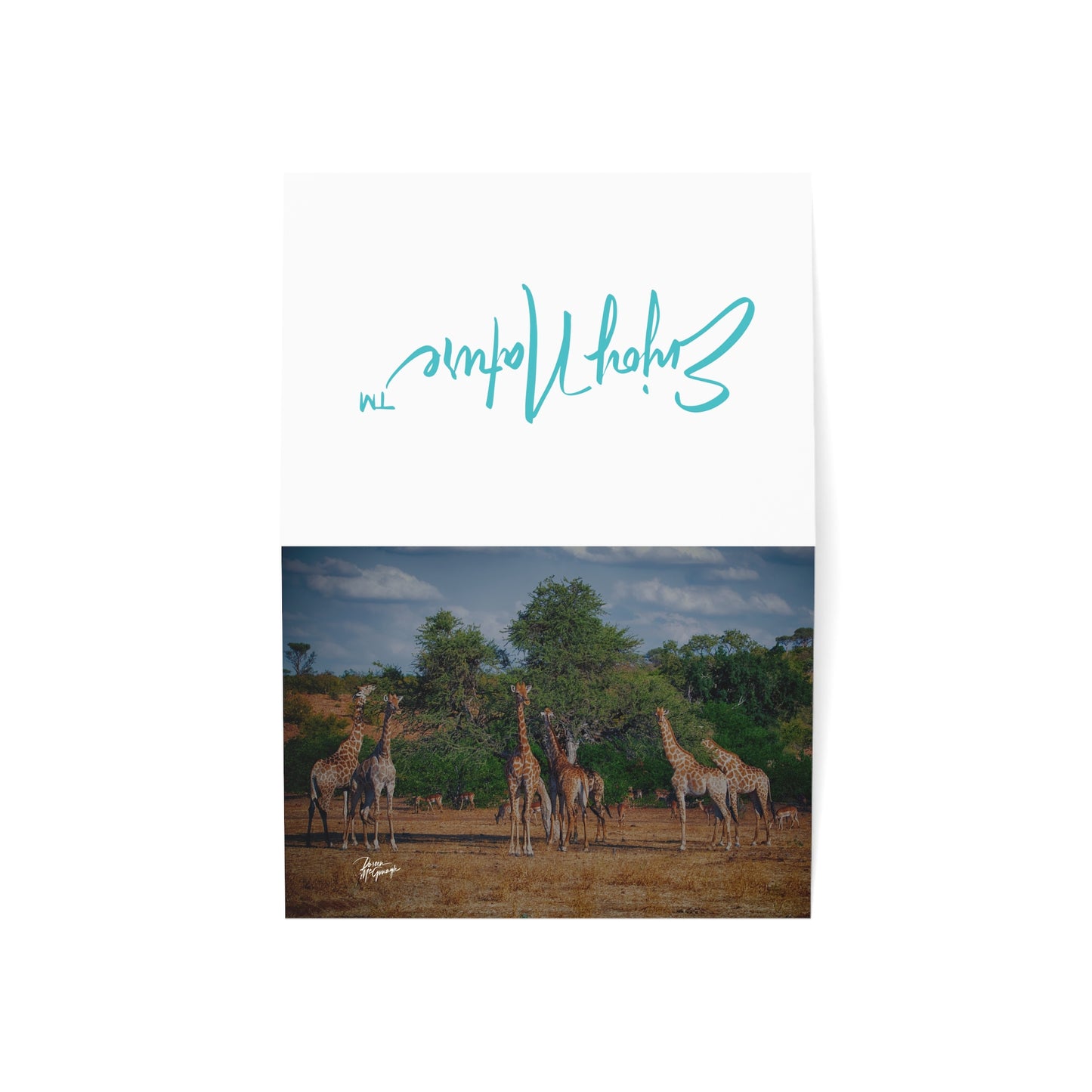 5x7 Note Card Box of 10: Giraffe Family Eating in Botswana