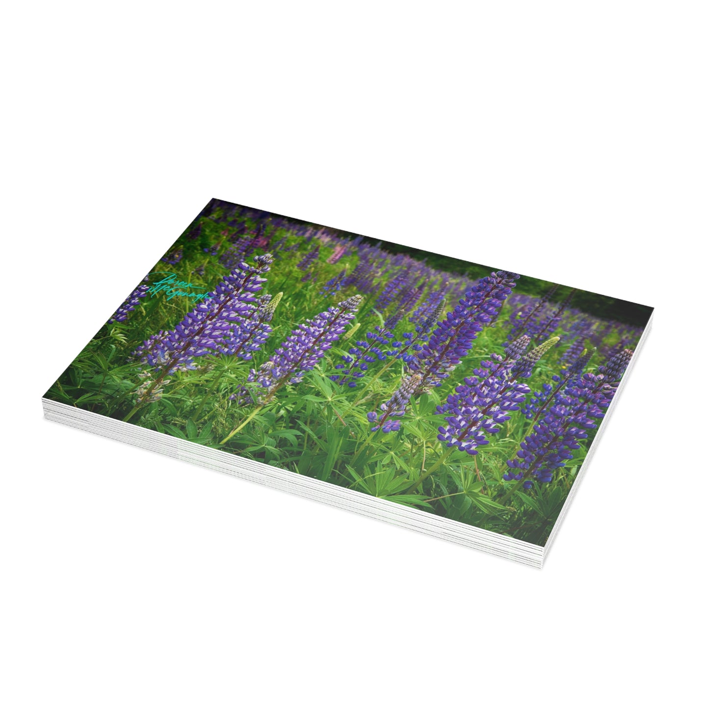 Photo note cards, Maine Wild Lupines, boxed  note cards (10 pcs)