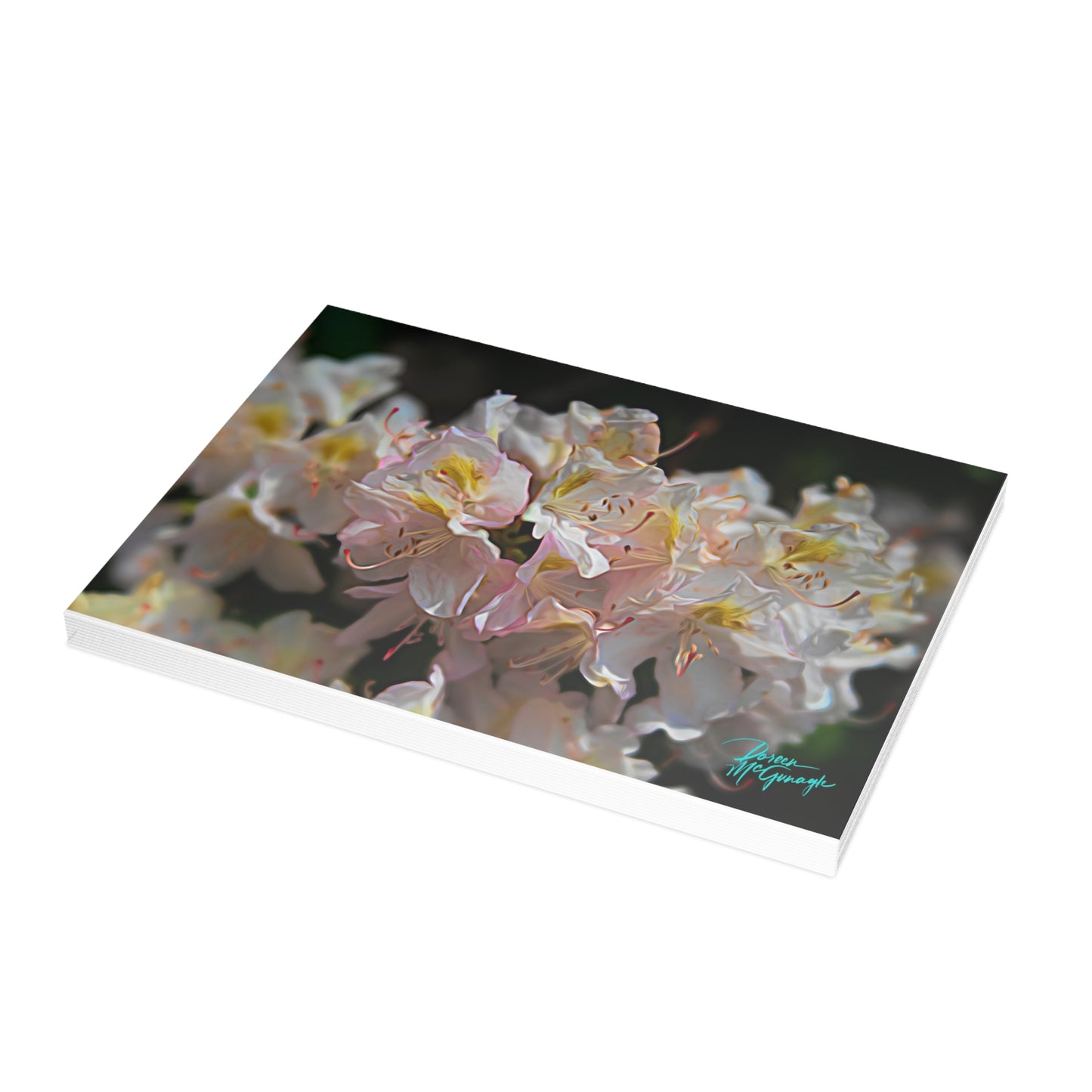 Photo note cards, Nova Scotia White Blooming Azalea, boxed note cards, (10 pcs)