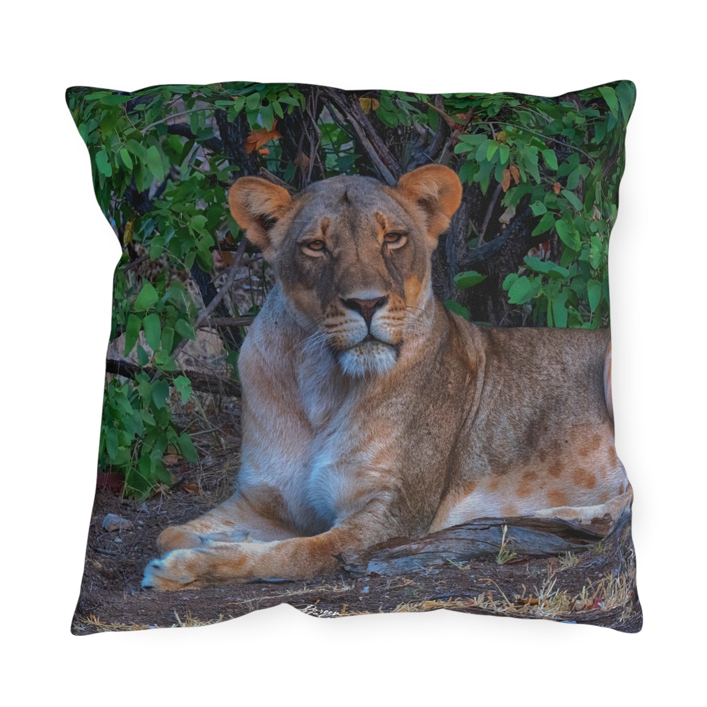 Enjoy Nature Outdoor Pillow with Dreaming About a Lioness – Artistic, Comfy, and Durable Decorative Accent