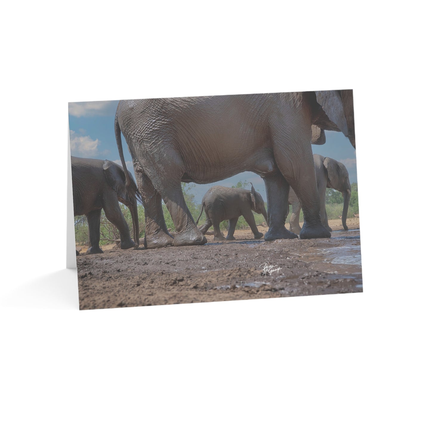 5x7 note cards of Baby Elephant with Mom (10 pcs)