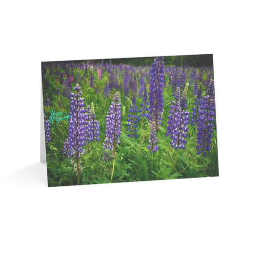 Photo note cards, Maine Wild Lupines, boxed  note cards (10 pcs)