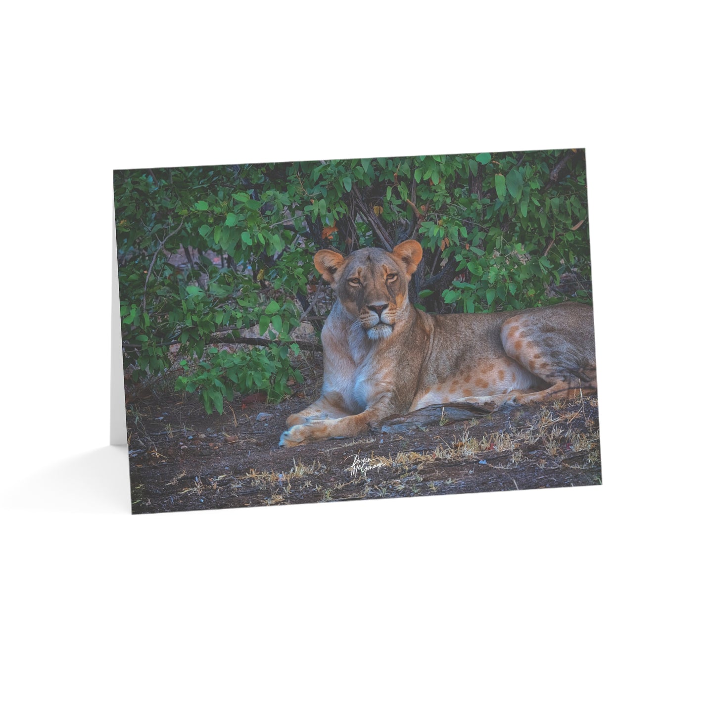 5x7 Note Card Box of 10: Lioness on the Savanna in Botswana