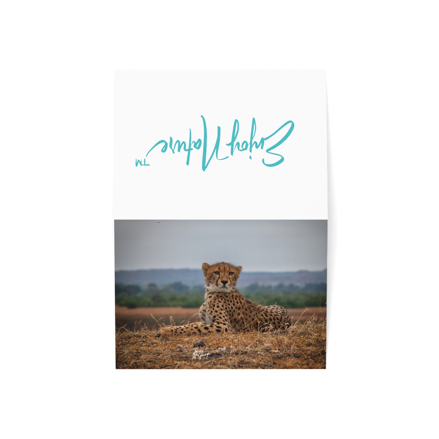 5x7 Note Card Box of 10: Cheetah Portrait in Botswana Africa