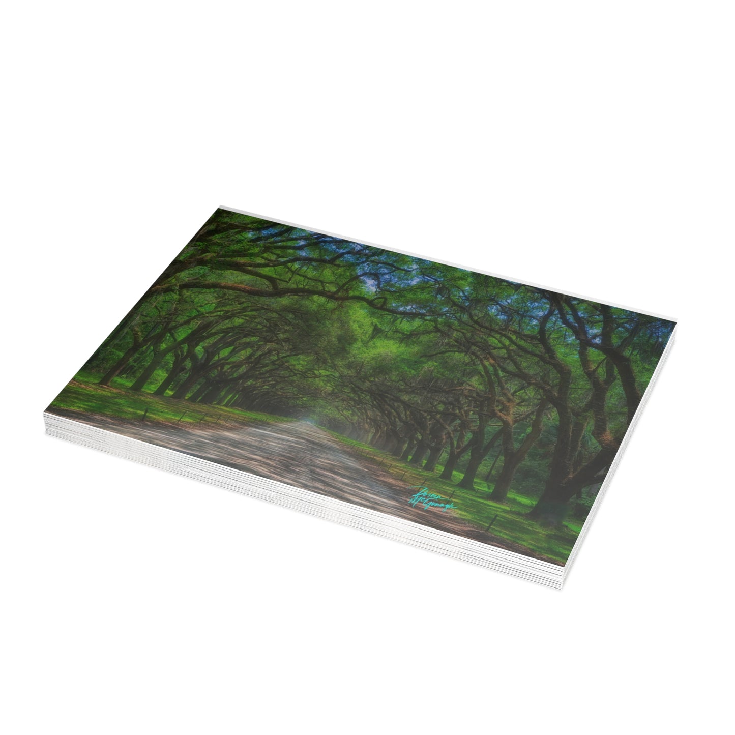 Photo note cards, Live Oak Avenue, box note cards, (10 pcs)