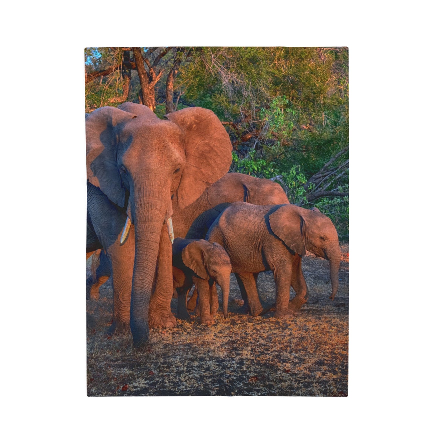 Velveteen Plush Blanket with Family of Elephants Walking by Enjoy Nature