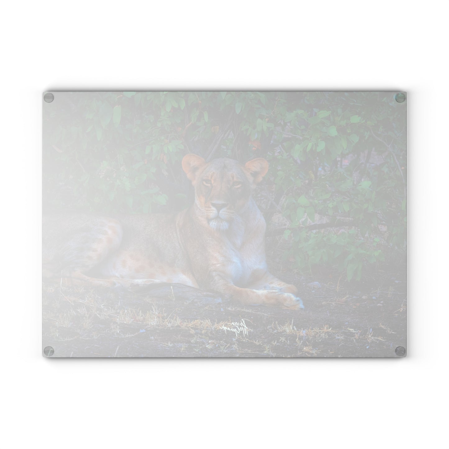 Enjoy Nature Glass Charcuterie Cutting Board with "Dreaming About a Lioness" Design