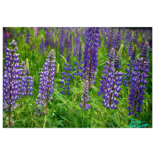 Nature Puzzles, Maine Wild Lupines, Inspired by Nature