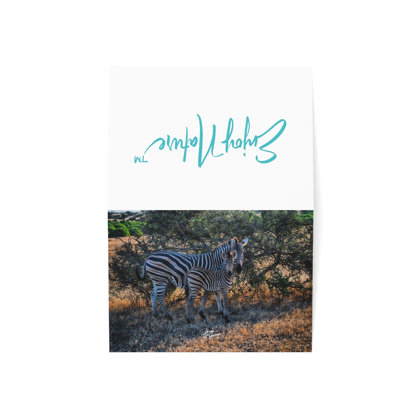 5x7 Note Card Box of 10: Zebra Stripes: Mother with Baby Zebra on the Savanna in Botswana Africa