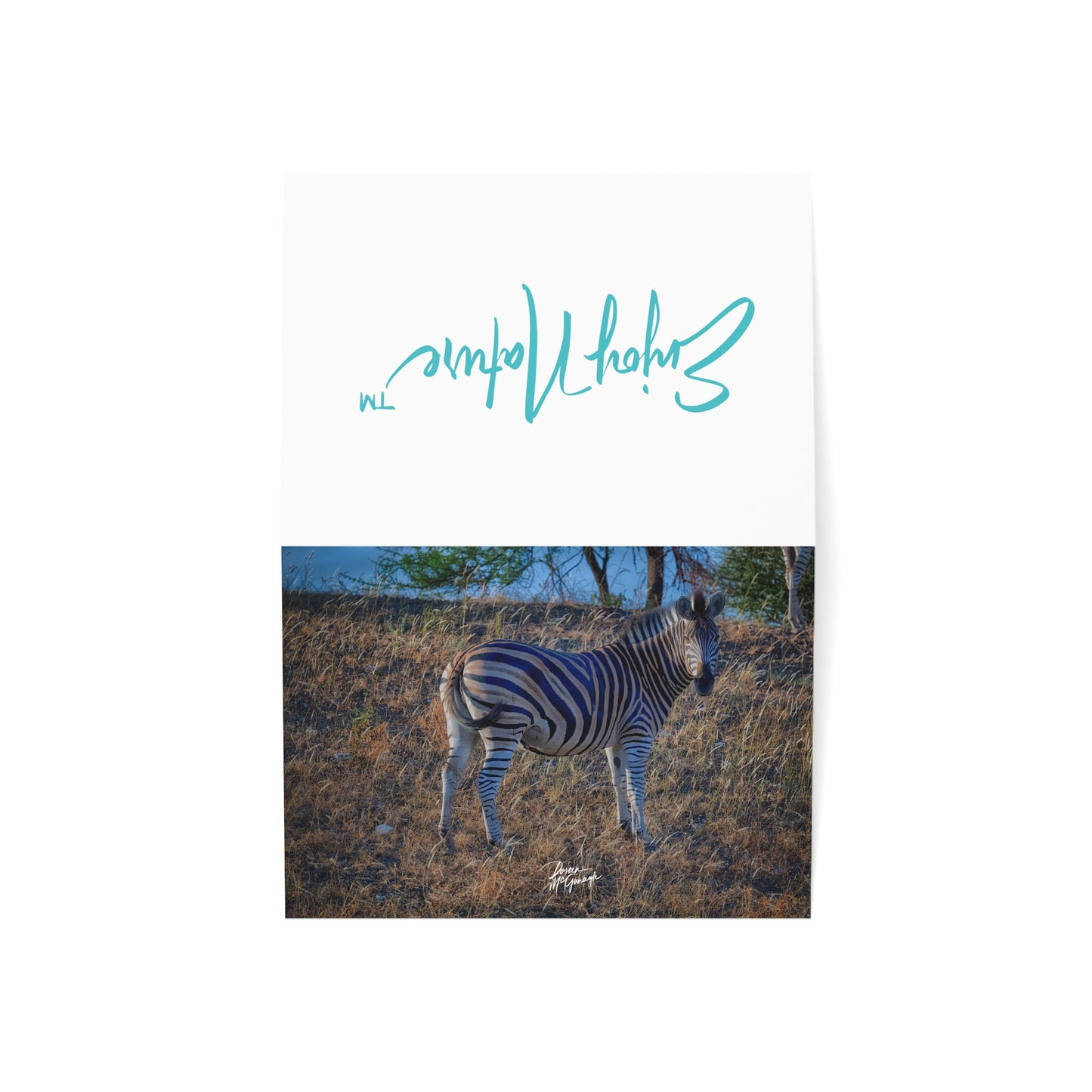 5x7 Note Card Box of 10: Baby Zebra on the Savanna in Botswana