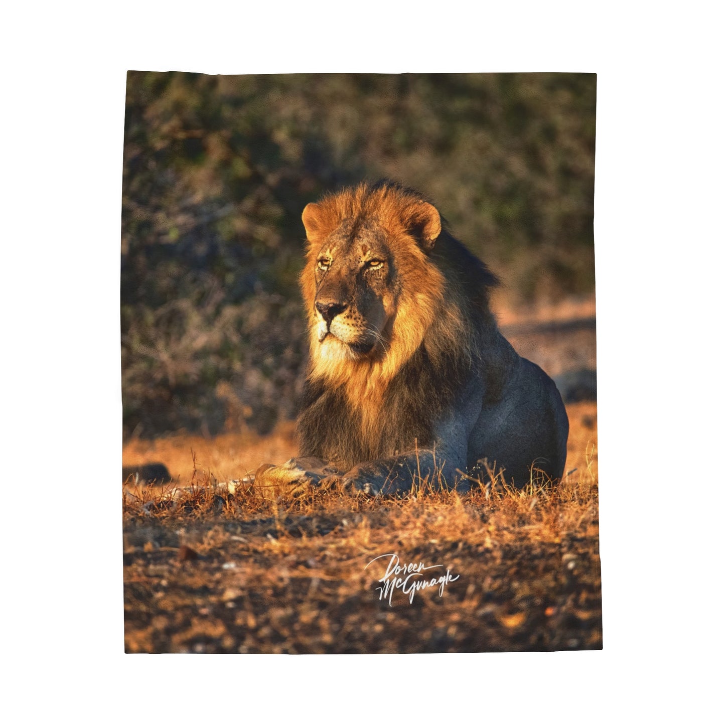 Velveteen Plush Blanket with Lion King of Jungle by Enjoy Nature