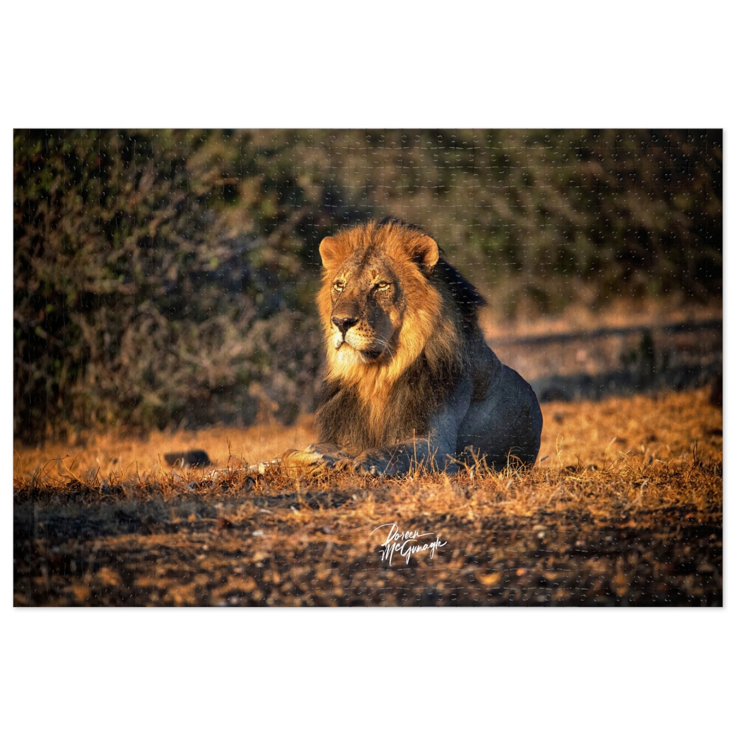 Lion King of Jungle Jigsaw Puzzle by Enjoy Nature