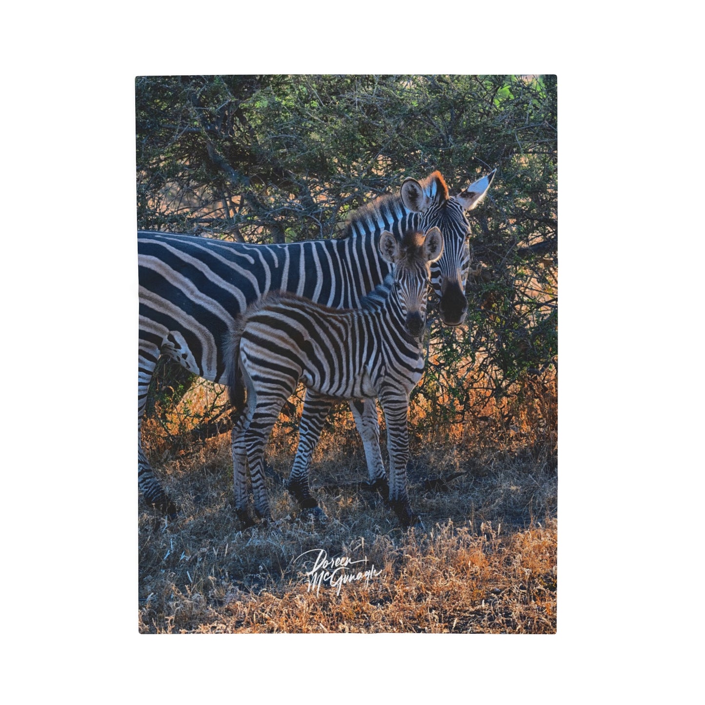 Velveteen Plush Blanket with Zebra Stripes by Enjoy Nature