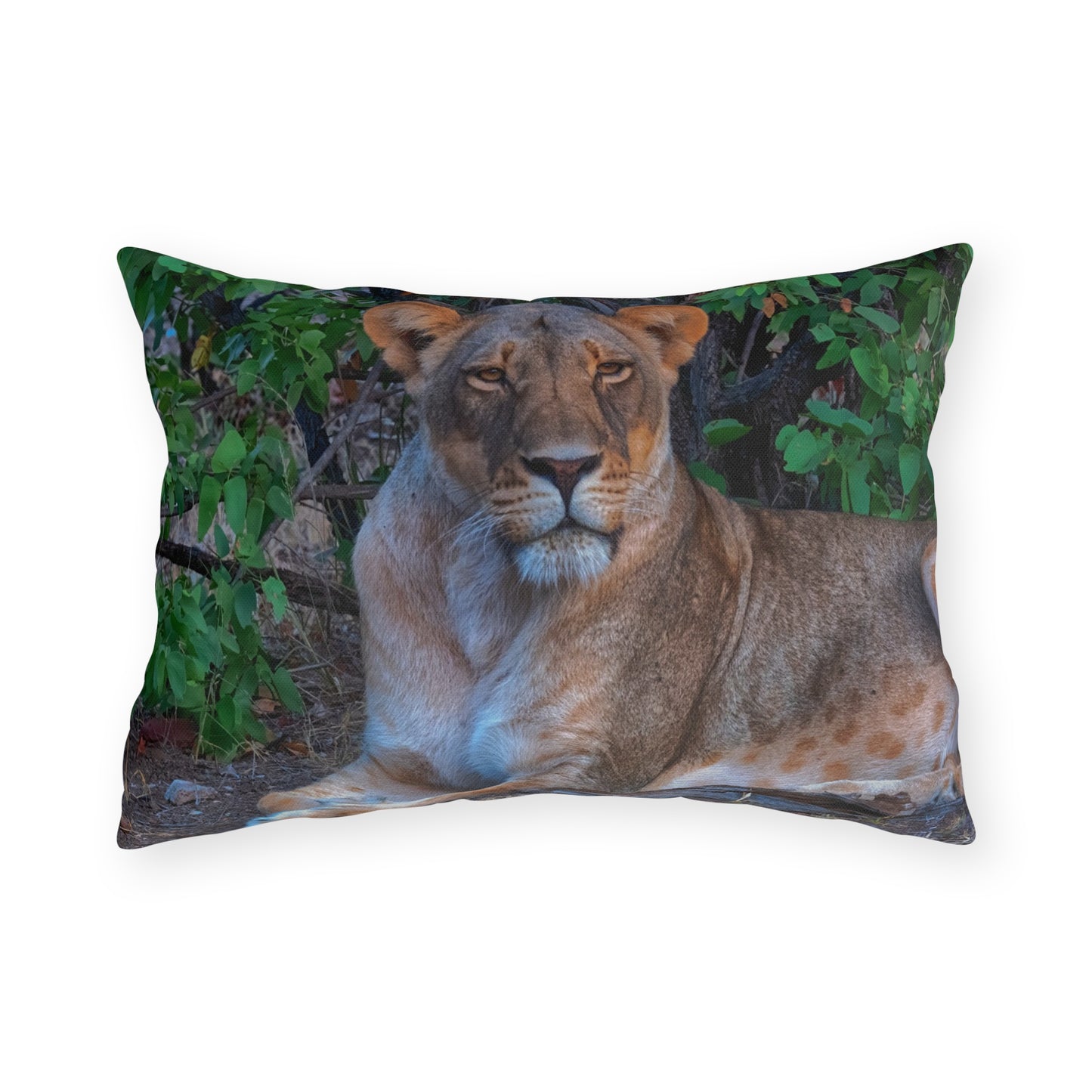 Enjoy Nature Outdoor Pillow with Dreaming About a Lioness – Artistic, Comfy, and Durable Decorative Accent