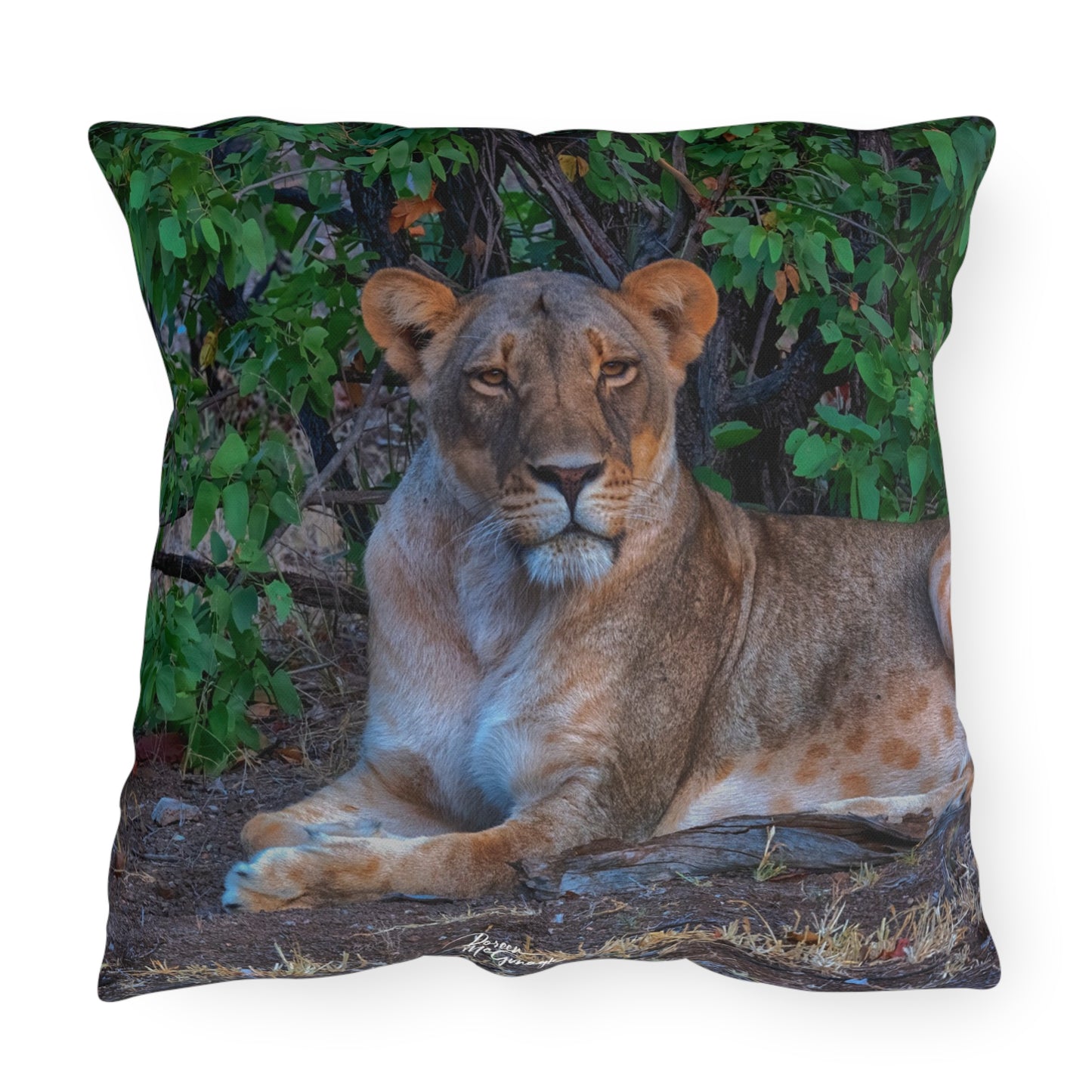 Enjoy Nature Outdoor Pillow with Dreaming About a Lioness – Artistic, Comfy, and Durable Decorative Accent